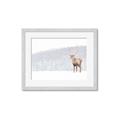 Picture of Winter Stag _GroupedProduct_Rectangle_Landscape_Framed_Matted_