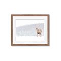 Picture of Winter Stag _GroupedProduct_Rectangle_Landscape_Framed_Matted_