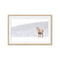 Picture of Winter Stag _GroupedProduct_Rectangle_Landscape_Framed_Matted_