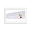 Picture of Winter Stag _GroupedProduct_Rectangle_Landscape_Framed_Matted_