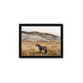 Picture of Mustard Grass Horse _GroupedProduct_Rectangle_Landscape_Photography _GroupedProduct_Rectangle_Landscape_Framed_Matted_