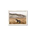 Picture of Mustard Grass Horse _GroupedProduct_Rectangle_Landscape_Photography _GroupedProduct_Rectangle_Landscape_Framed_Matted_