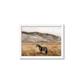 Picture of Mustard Grass Horse _GroupedProduct_Rectangle_Landscape_Photography _GroupedProduct_Rectangle_Landscape_Framed_Matted_