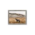 Picture of Mustard Grass Horse _GroupedProduct_Rectangle_Landscape_Photography _GroupedProduct_Rectangle_Landscape_Framed_Matted_