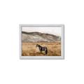 Picture of Mustard Grass Horse _GroupedProduct_Rectangle_Landscape_Photography _GroupedProduct_Rectangle_Landscape_Framed_Matted_