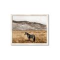 Picture of Mustard Grass Horse _GroupedProduct_Rectangle_Landscape_Photography _GroupedProduct_Rectangle_Landscape_Framed_Matted_