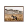 Picture of Mustard Grass Horse _GroupedProduct_Rectangle_Landscape_Photography _GroupedProduct_Rectangle_Landscape_Framed_Matted_
