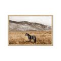 Picture of Mustard Grass Horse _GroupedProduct_Rectangle_Landscape_Photography _GroupedProduct_Rectangle_Landscape_Framed_Matted_