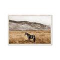 Picture of Mustard Grass Horse _GroupedProduct_Rectangle_Landscape_Photography _GroupedProduct_Rectangle_Landscape_Framed_Matted_