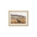 Picture of Mustard Grass Horse _GroupedProduct_Rectangle_Landscape_Photography _GroupedProduct_Rectangle_Landscape_Framed_Matted_