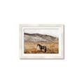 Picture of Mustard Grass Horse _GroupedProduct_Rectangle_Landscape_Photography _GroupedProduct_Rectangle_Landscape_Framed_Matted_