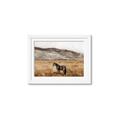 Picture of Mustard Grass Horse _GroupedProduct_Rectangle_Landscape_Photography _GroupedProduct_Rectangle_Landscape_Framed_Matted_