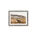Picture of Mustard Grass Horse _GroupedProduct_Rectangle_Landscape_Photography _GroupedProduct_Rectangle_Landscape_Framed_Matted_