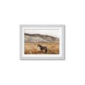 Picture of Mustard Grass Horse _GroupedProduct_Rectangle_Landscape_Photography _GroupedProduct_Rectangle_Landscape_Framed_Matted_
