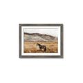 Picture of Mustard Grass Horse _GroupedProduct_Rectangle_Landscape_Photography _GroupedProduct_Rectangle_Landscape_Framed_Matted_