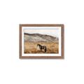 Picture of Mustard Grass Horse _GroupedProduct_Rectangle_Landscape_Photography _GroupedProduct_Rectangle_Landscape_Framed_Matted_