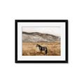 Picture of Mustard Grass Horse _GroupedProduct_Rectangle_Landscape_Photography _GroupedProduct_Rectangle_Landscape_Framed_Matted_