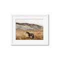 Picture of Mustard Grass Horse _GroupedProduct_Rectangle_Landscape_Photography _GroupedProduct_Rectangle_Landscape_Framed_Matted_
