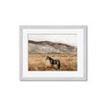 Picture of Mustard Grass Horse _GroupedProduct_Rectangle_Landscape_Photography _GroupedProduct_Rectangle_Landscape_Framed_Matted_