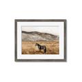 Picture of Mustard Grass Horse _GroupedProduct_Rectangle_Landscape_Photography _GroupedProduct_Rectangle_Landscape_Framed_Matted_