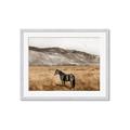 Picture of Mustard Grass Horse _GroupedProduct_Rectangle_Landscape_Photography _GroupedProduct_Rectangle_Landscape_Framed_Matted_