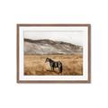 Picture of Mustard Grass Horse _GroupedProduct_Rectangle_Landscape_Photography _GroupedProduct_Rectangle_Landscape_Framed_Matted_