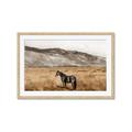Picture of Mustard Grass Horse _GroupedProduct_Rectangle_Landscape_Photography _GroupedProduct_Rectangle_Landscape_Framed_Matted_