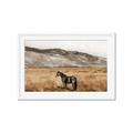 Picture of Mustard Grass Horse _GroupedProduct_Rectangle_Landscape_Photography _GroupedProduct_Rectangle_Landscape_Framed_Matted_
