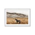 Picture of Mustard Grass Horse _GroupedProduct_Rectangle_Landscape_Photography _GroupedProduct_Rectangle_Landscape_Framed_Matted_