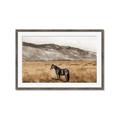 Picture of Mustard Grass Horse _GroupedProduct_Rectangle_Landscape_Photography _GroupedProduct_Rectangle_Landscape_Framed_Matted_