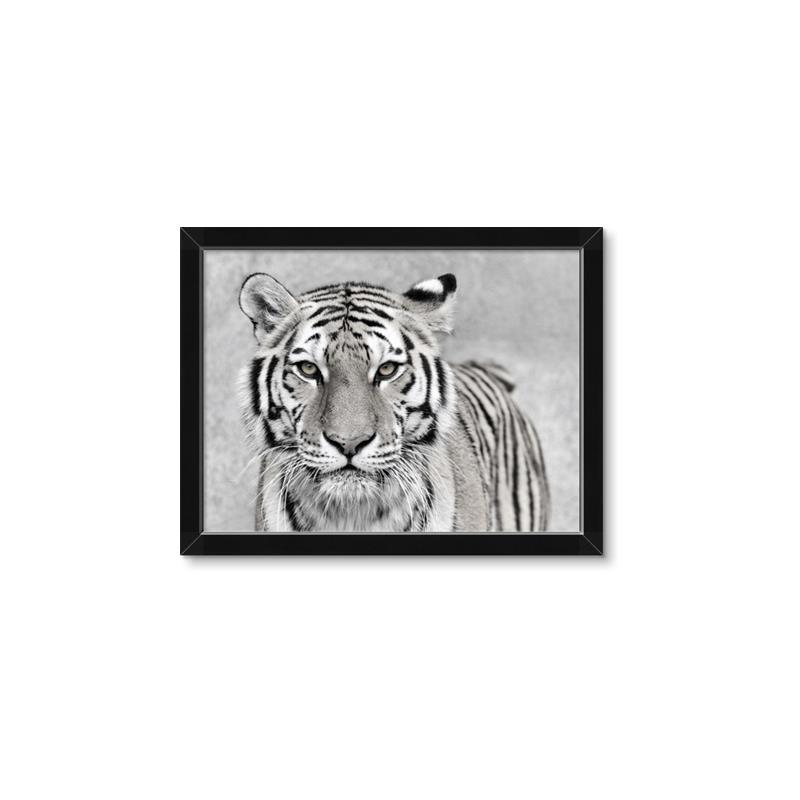 Picture of Big Tiger _GroupedProduct_Rectangle_Landscape_Photography _GroupedProduct_Rectangle_Landscape_Framed_Matted_
