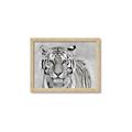 Picture of Big Tiger _GroupedProduct_Rectangle_Landscape_Photography _GroupedProduct_Rectangle_Landscape_Framed_Matted_