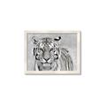 Picture of Big Tiger _GroupedProduct_Rectangle_Landscape_Photography _GroupedProduct_Rectangle_Landscape_Framed_Matted_