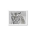 Picture of Big Tiger _GroupedProduct_Rectangle_Landscape_Photography _GroupedProduct_Rectangle_Landscape_Framed_Matted_