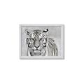 Picture of Big Tiger _GroupedProduct_Rectangle_Landscape_Photography _GroupedProduct_Rectangle_Landscape_Framed_Matted_