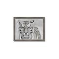 Picture of Big Tiger _GroupedProduct_Rectangle_Landscape_Photography _GroupedProduct_Rectangle_Landscape_Framed_Matted_