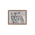 Picture of Big Tiger _GroupedProduct_Rectangle_Landscape_Photography _GroupedProduct_Rectangle_Landscape_Framed_Matted_