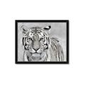 Picture of Big Tiger _GroupedProduct_Rectangle_Landscape_Photography _GroupedProduct_Rectangle_Landscape_Framed_Matted_
