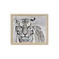 Picture of Big Tiger _GroupedProduct_Rectangle_Landscape_Photography _GroupedProduct_Rectangle_Landscape_Framed_Matted_