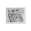 Picture of Big Tiger _GroupedProduct_Rectangle_Landscape_Photography _GroupedProduct_Rectangle_Landscape_Framed_Matted_