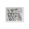 Picture of Big Tiger _GroupedProduct_Rectangle_Landscape_Photography _GroupedProduct_Rectangle_Landscape_Framed_Matted_