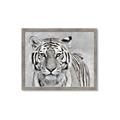 Picture of Big Tiger _GroupedProduct_Rectangle_Landscape_Photography _GroupedProduct_Rectangle_Landscape_Framed_Matted_