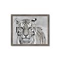 Picture of Big Tiger _GroupedProduct_Rectangle_Landscape_Photography _GroupedProduct_Rectangle_Landscape_Framed_Matted_