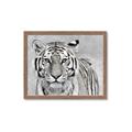 Picture of Big Tiger _GroupedProduct_Rectangle_Landscape_Photography _GroupedProduct_Rectangle_Landscape_Framed_Matted_