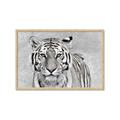 Picture of Big Tiger _GroupedProduct_Rectangle_Landscape_Photography _GroupedProduct_Rectangle_Landscape_Framed_Matted_
