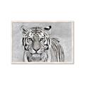 Picture of Big Tiger _GroupedProduct_Rectangle_Landscape_Photography _GroupedProduct_Rectangle_Landscape_Framed_Matted_