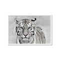 Picture of Big Tiger _GroupedProduct_Rectangle_Landscape_Photography _GroupedProduct_Rectangle_Landscape_Framed_Matted_