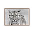 Picture of Big Tiger _GroupedProduct_Rectangle_Landscape_Photography _GroupedProduct_Rectangle_Landscape_Framed_Matted_