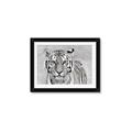 Picture of Big Tiger _GroupedProduct_Rectangle_Landscape_Photography _GroupedProduct_Rectangle_Landscape_Framed_Matted_