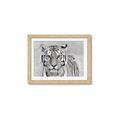 Picture of Big Tiger _GroupedProduct_Rectangle_Landscape_Photography _GroupedProduct_Rectangle_Landscape_Framed_Matted_